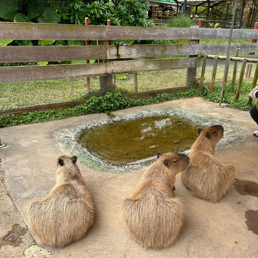 ネオパークオキナワ